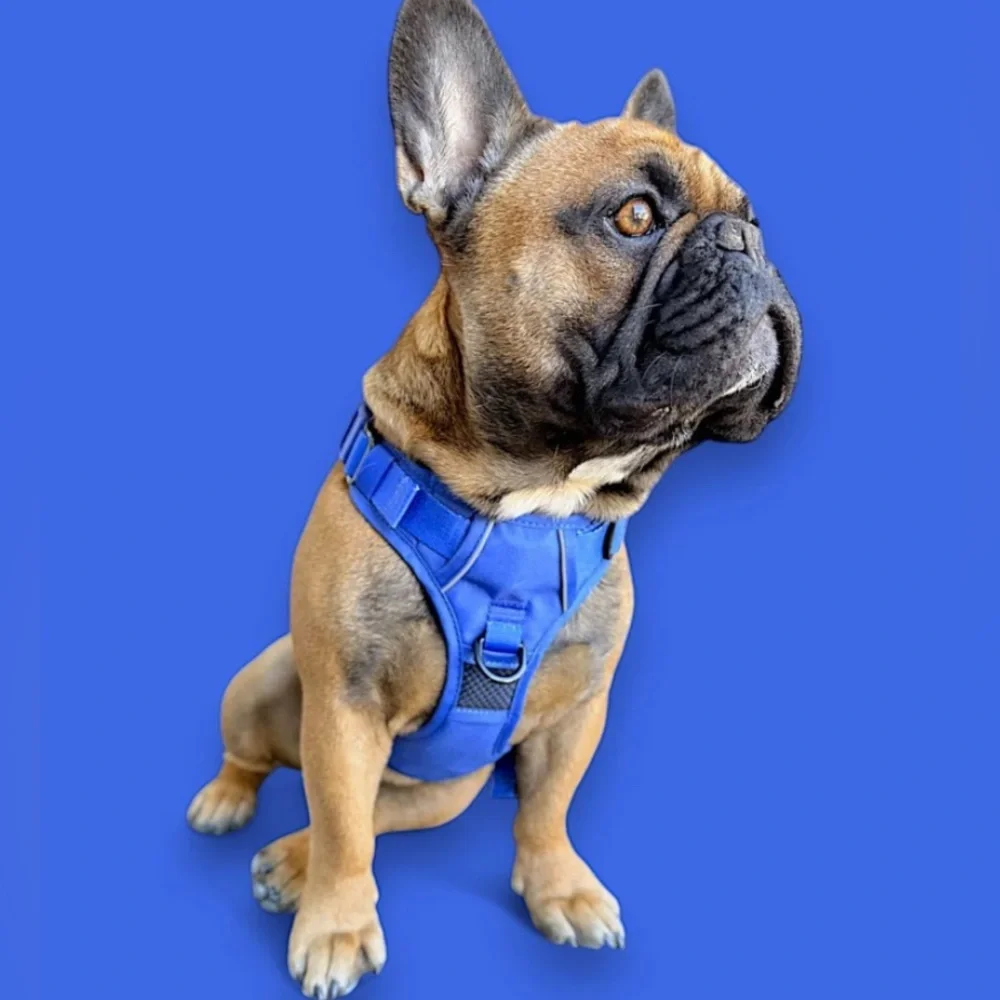 🦋B2G1🦋BEAST & BUCKLE Blue No Pull Harness & Leash Set | SMALL |